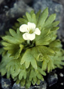 Saxifraga pedemontana ssp cymosa